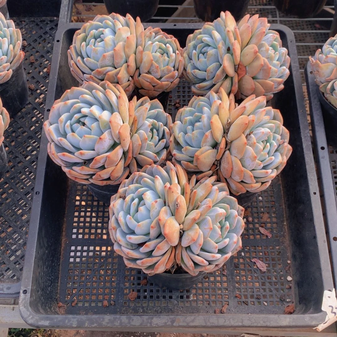 双头五个带盆发货啦