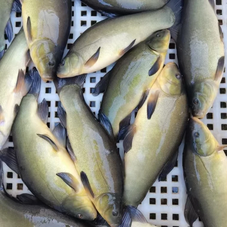 【多条装】东北冷水金桂鱼顺丰包邮