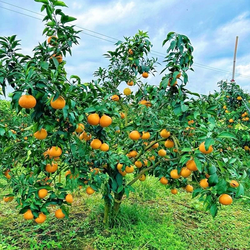 正宗漳河果冻橙爱媛28号苗2-3年苗5年苗高甜度高水分好成活