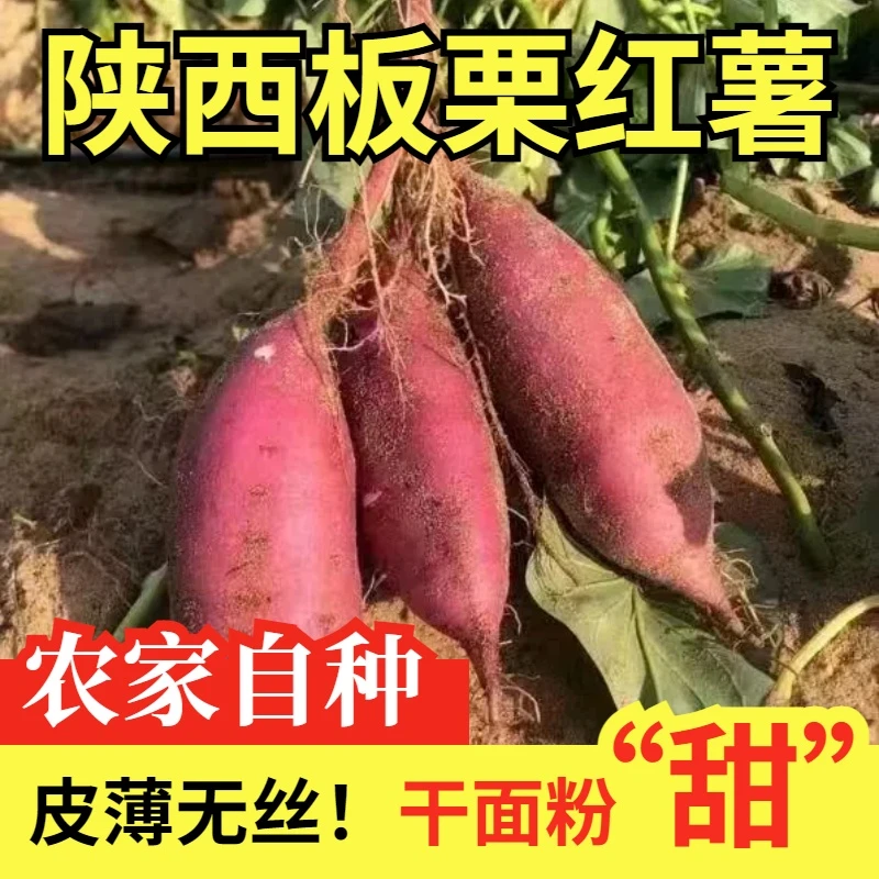 【秦农尚品专属】正宗陕西大荔沙地板栗红薯现挖现发软糯香甜新鲜