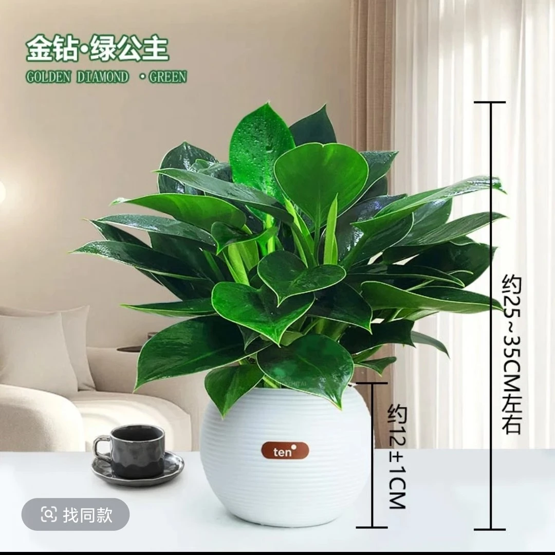 带新品球盆金钻水培金钻净化空气绿植四季常青办公室绿植