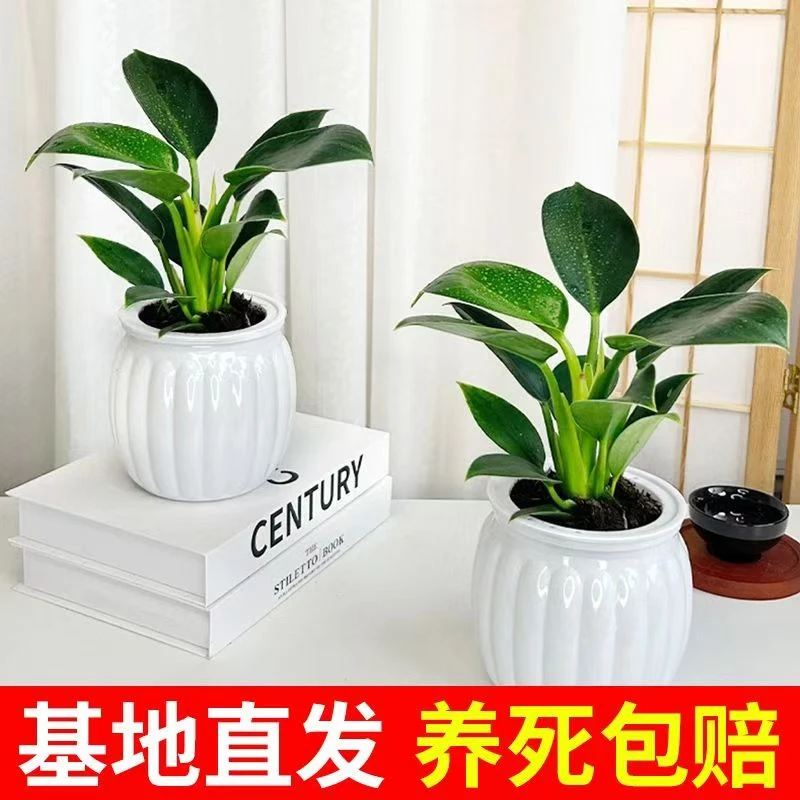 zy【买一送一】大叶金钻绿公主室内绿植盆栽办公室四季常青水培土培