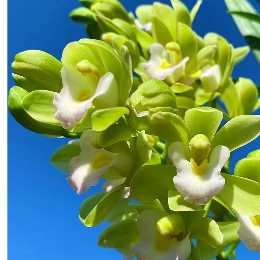 带花苞发白玉香兰开花香室内盆栽兰花花期久好养耐寒带盆送肥料