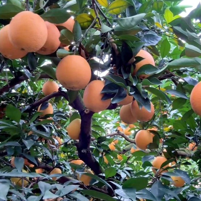 九分甜一分酸的道州脐橙现采现发皮薄肉厚甜美多汁当季新鲜水果