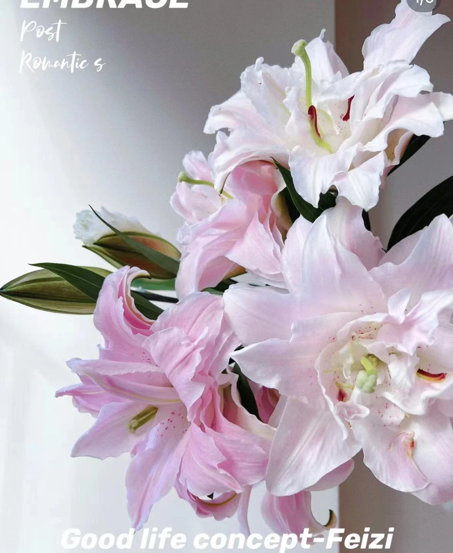 【莲花皇后】莲花皇后重瓣香水百合多头3枝（12-15个花苞），浓香（坤）