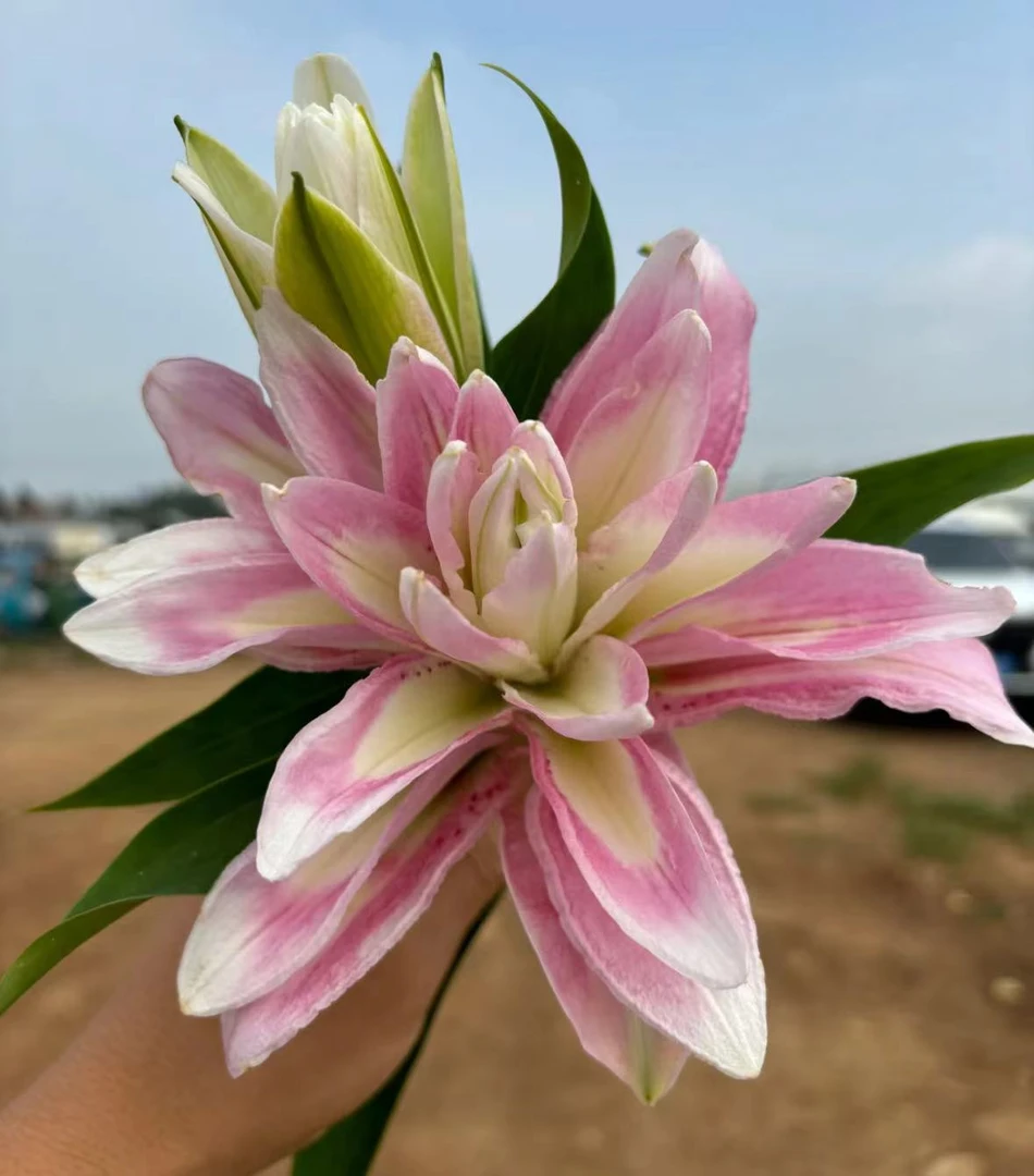 【粉霞】粉霞重瓣香水百合多头3枝或3头4枝保底12花苞，浓香（坤）