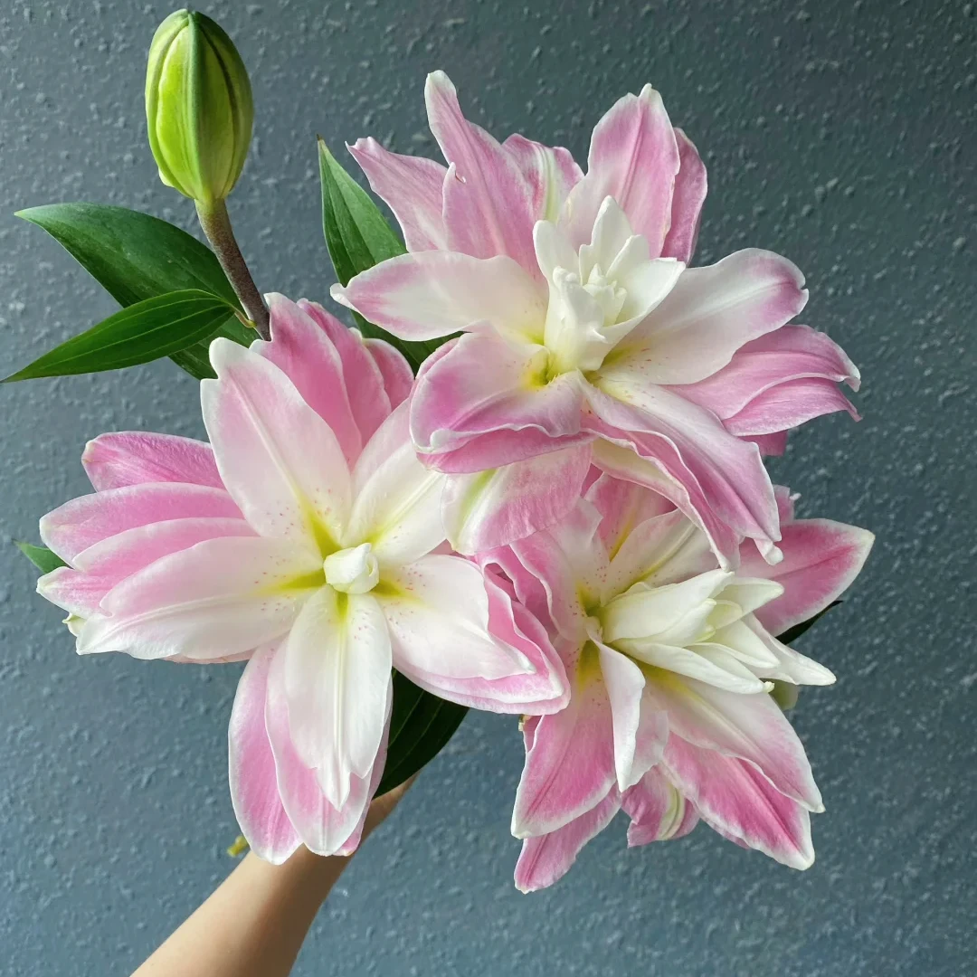 【莲花之镜】香水白百合 | 全场任意满两单京东/顺丰包邮（早市直播）