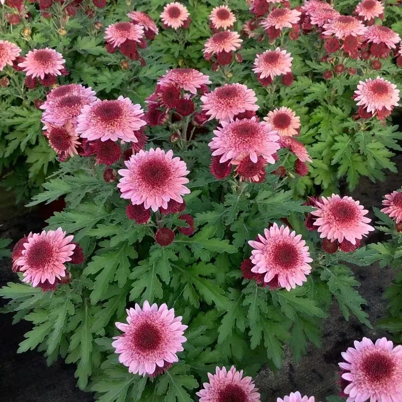 【仙女的盆栽精选】年宵花甜心泡泡小雏菊 花花期长易养护耐寒耐热