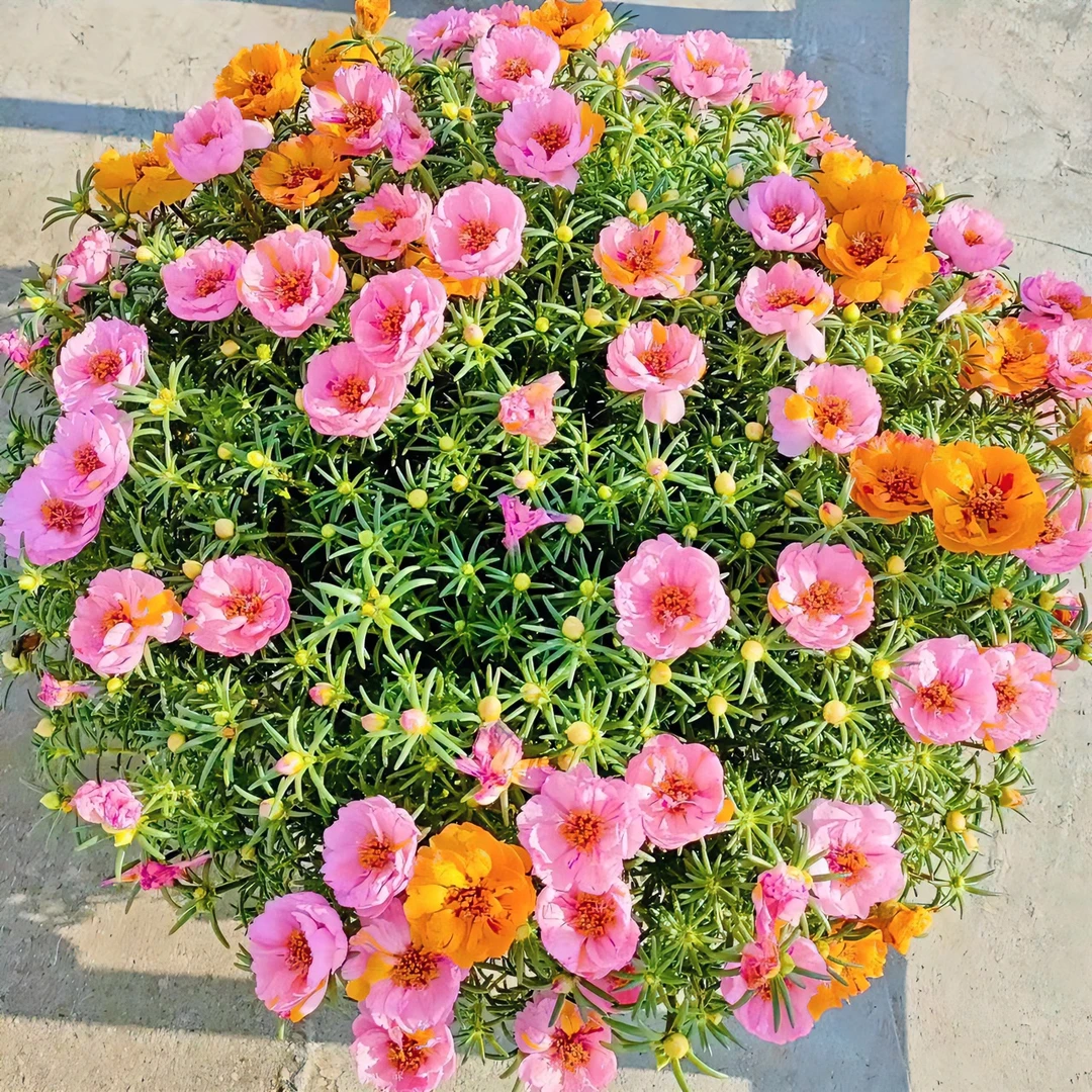 【太阳花盆栽】阳台庭院盆栽地栽易养花期长美观