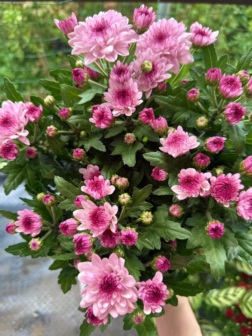 南农丹心小雏菊 多季节开花耐热耐寒花期长新手易养护