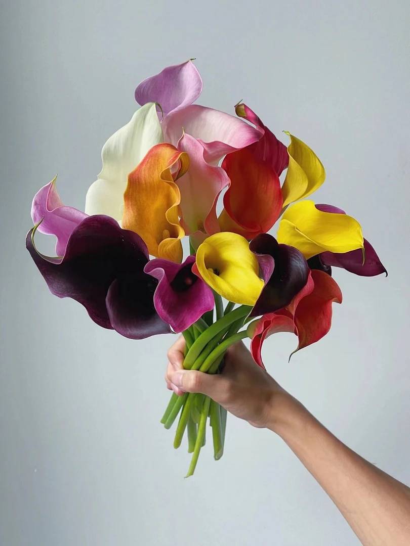 彩色马蹄莲室内办公室盆栽四季开花不断水培