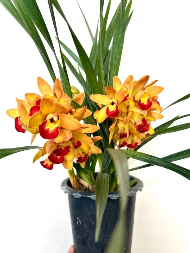 【仙女们的盆栽年宵花】香妃大花惠兰可桌面可落地花期长易养护