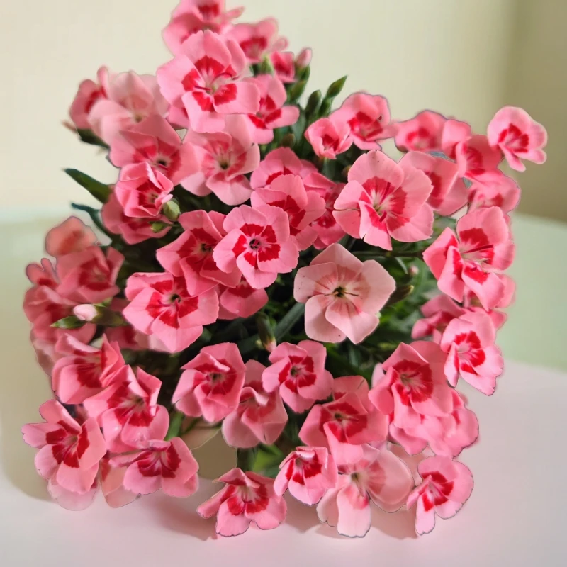 【蜜桃派康乃馨】耐高温花期长多季开花新手易养护室内外