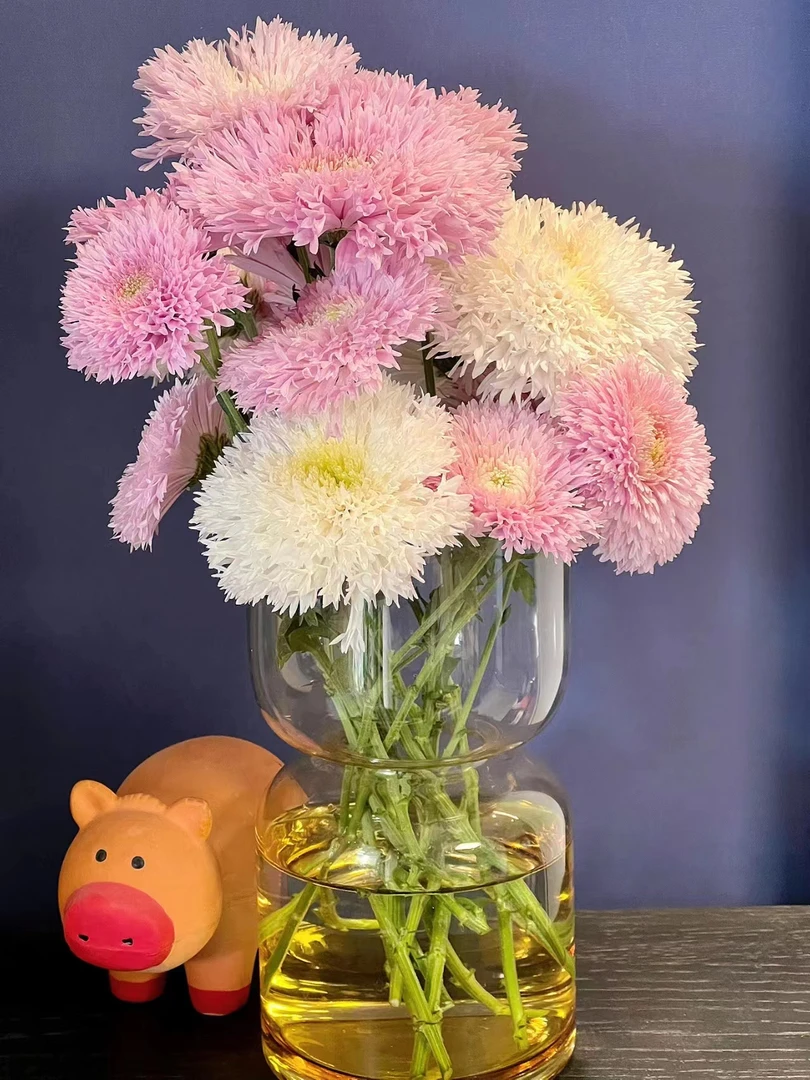 泰迪菊/面包菊/伊特斯科菊  多季开花易养护