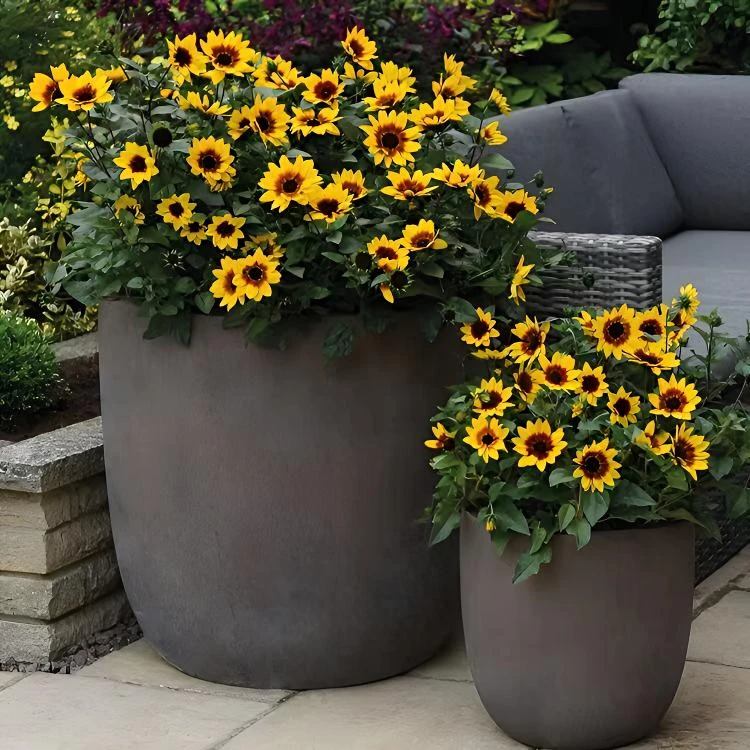 超级向日葵-【光辉岁月】庭院阳台开花机器明黄色夏季耐晒耐高温