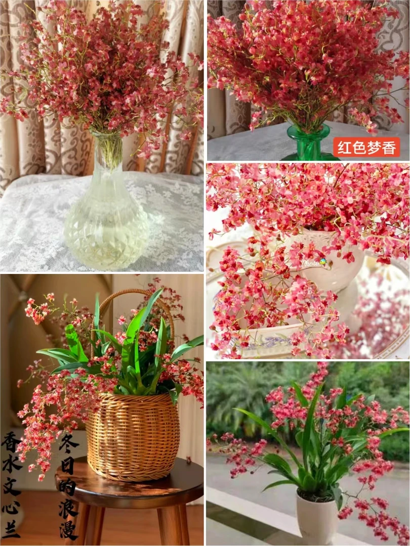 【仙女的盆栽精选】满堂红梦香兰奶油香水味室内阳台客厅桌面盆栽