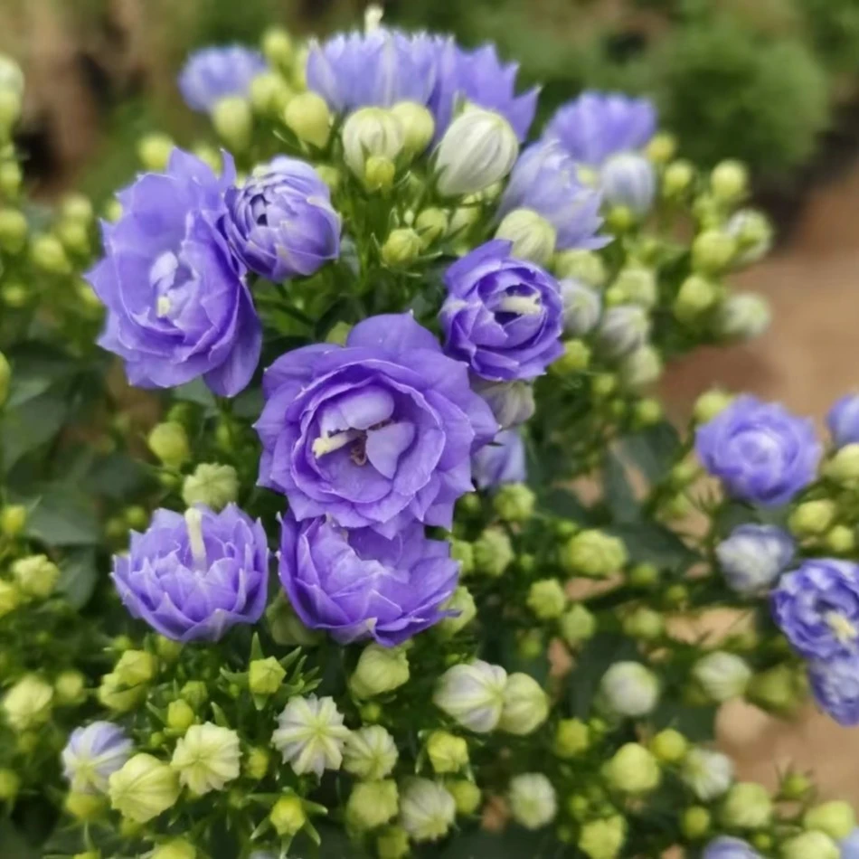 【春日新品奶茶杯风铃】紫色重瓣奶茶杯风铃室内散射光养全年开