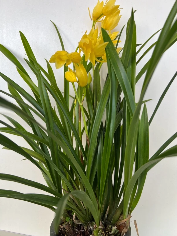 小神童兰花可桌面可落地盆栽