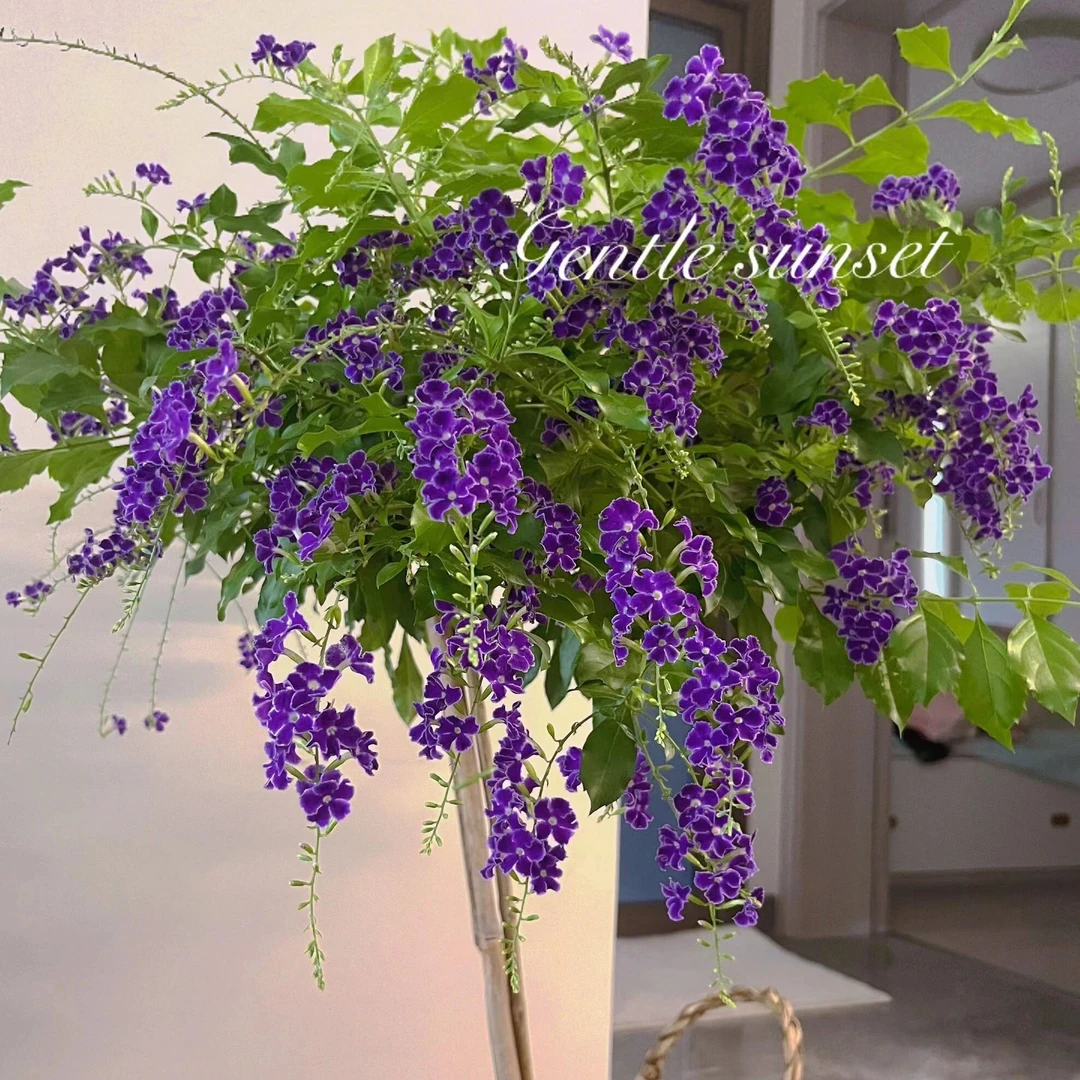 巧克力蕾丝金露花独杆棒棒糖盆栽花苗80-90cm高四季开花耐晒耐热