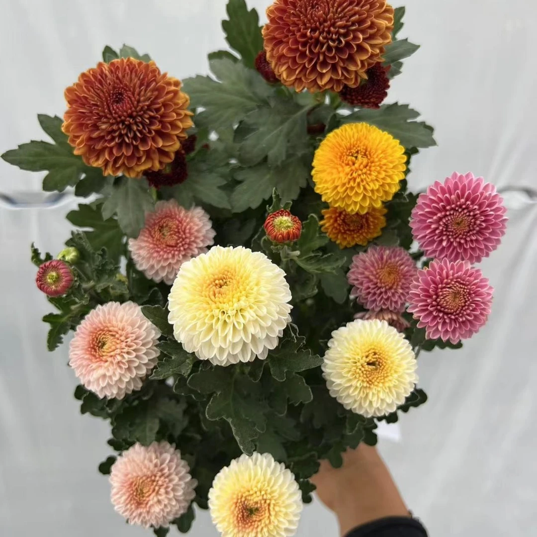 【仙女盆栽秋日小菊】多彩乒乓小菊期长盆栽球形毛绒质感植物