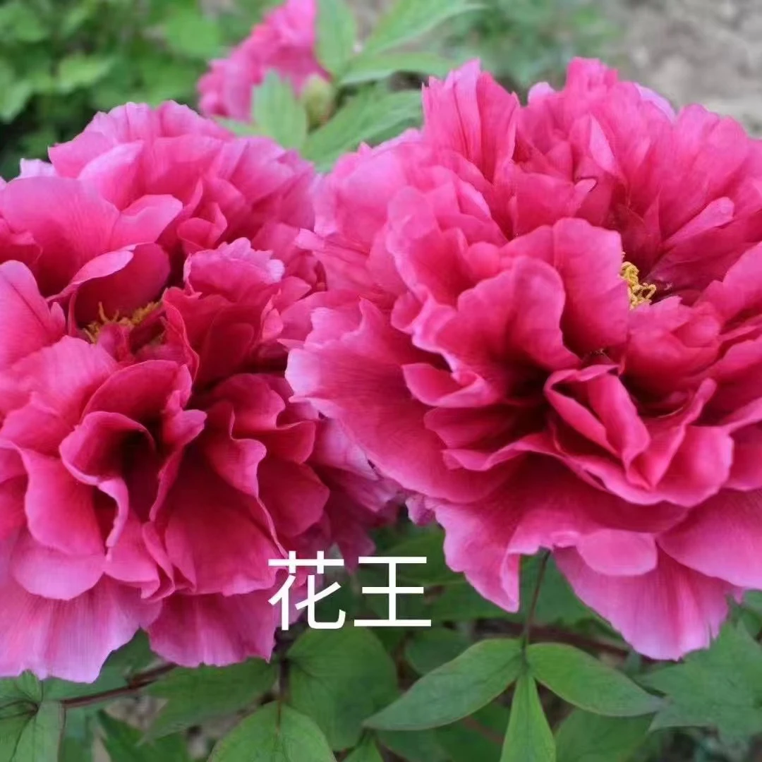 直播间选苗一物一拍【先发肥料】秋天发苗