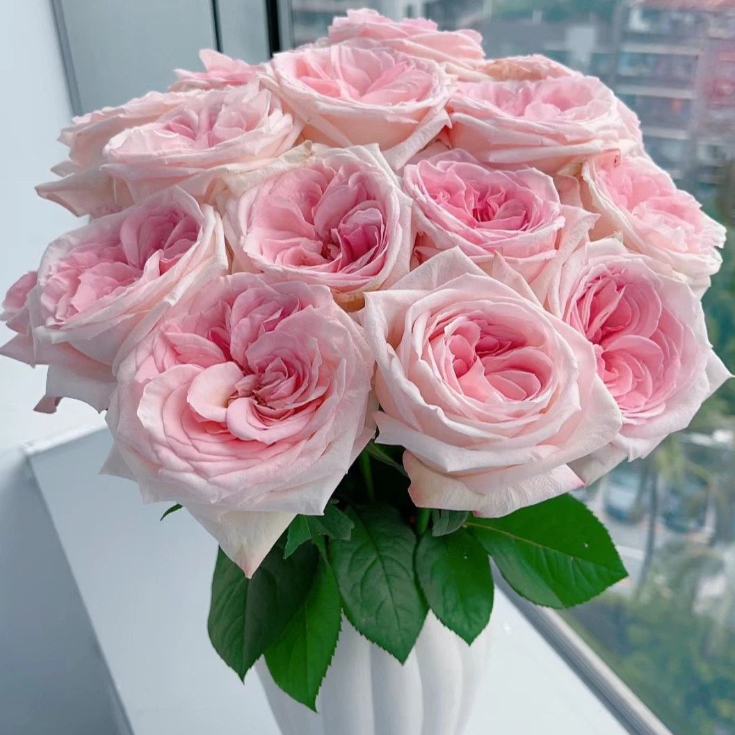 粉荔枝 玫瑰 花苞需醒花 云南基地直发 发出无法拒收