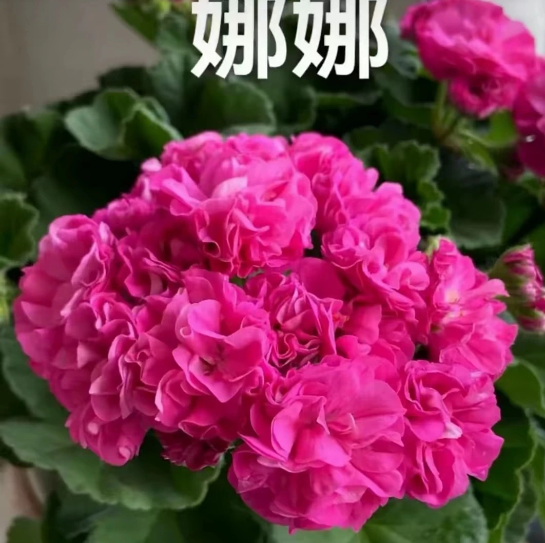 天竺葵小苗。三十包邮（零下五度内可拍）