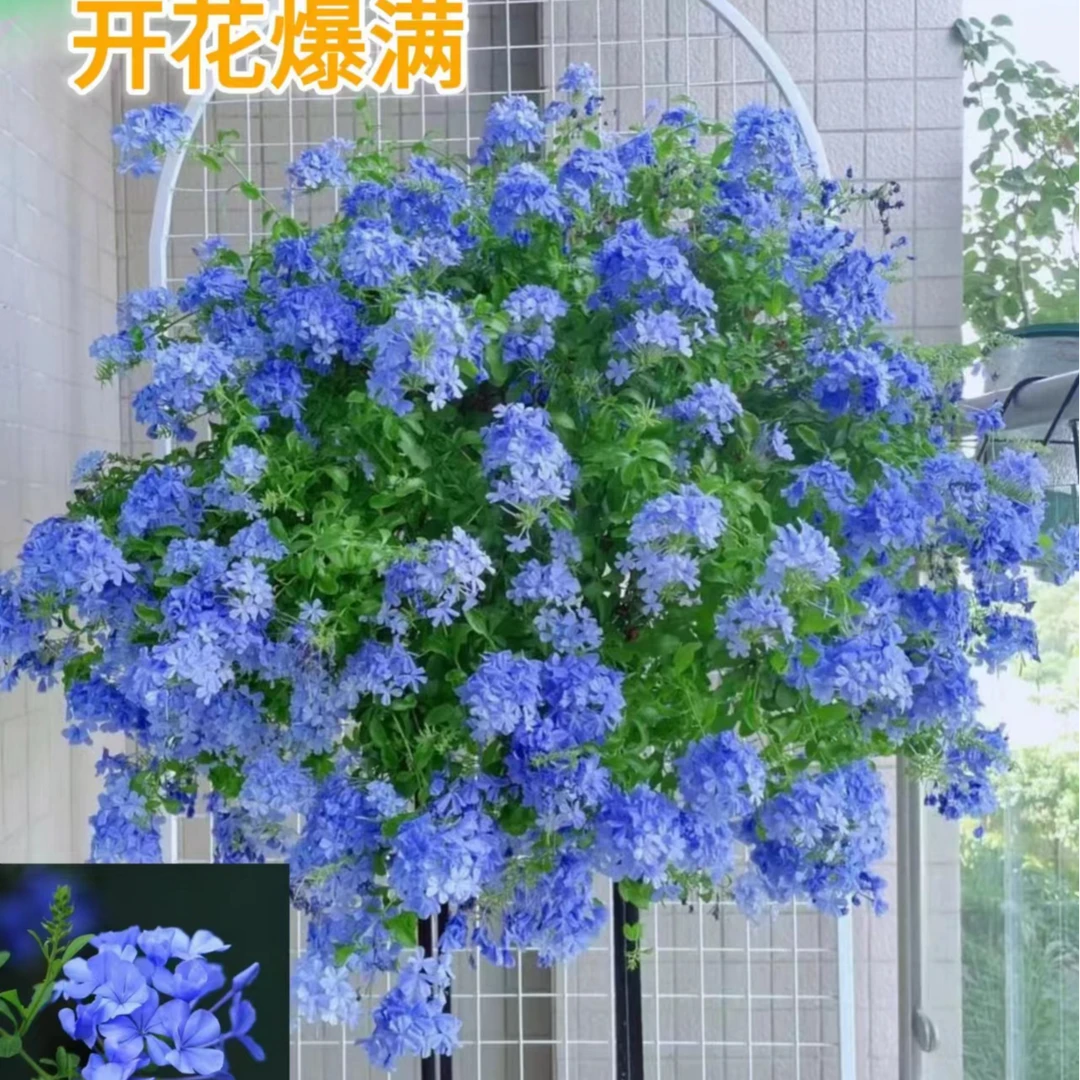 蓝雪花大苗庭院阳台植物耐热耐寒开花爆满爬藤垂吊盆栽