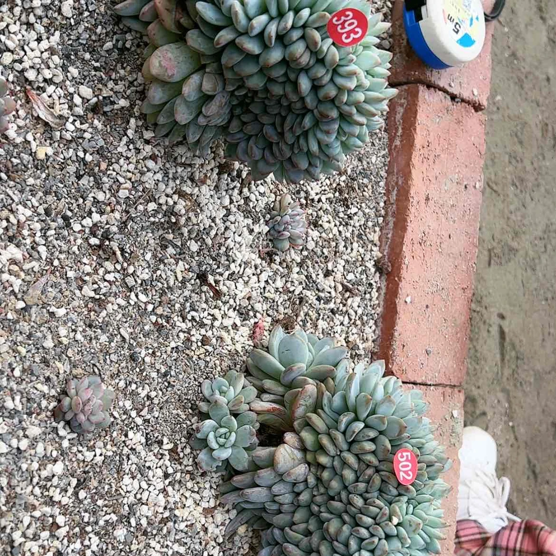 【闪购商品】393和502
