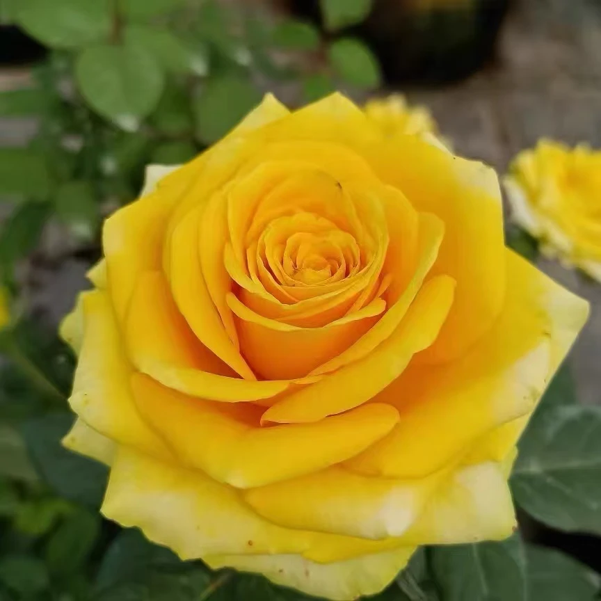 苏格兰黄油  月季花苗特大花开花黄玫瑰室内阳台四季盆栽花卉绿植
