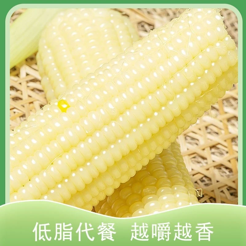 彩色包装大棒280g-320g白糯玉米真低脂软糯香甜  玉米拍8+2