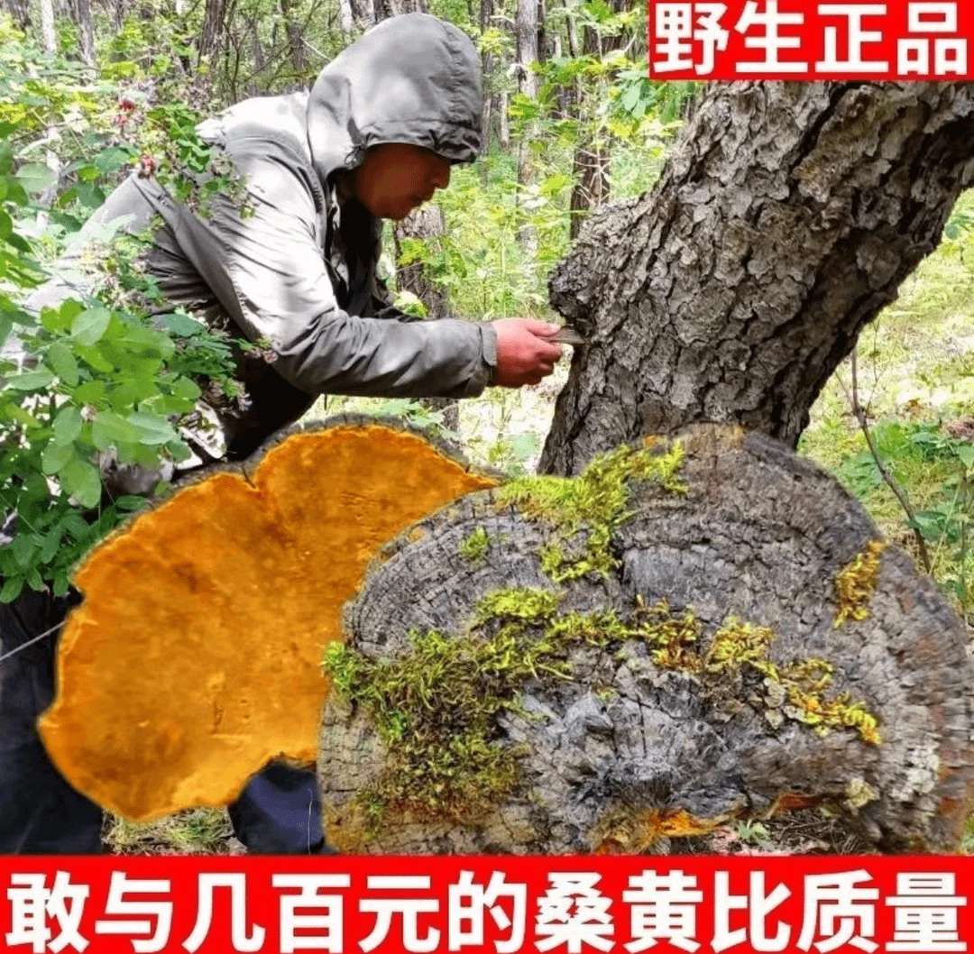 现收农家-(野生桑黄)天然食用菌桑树桑黄煮水喝-泡酒-可搭配灵芝