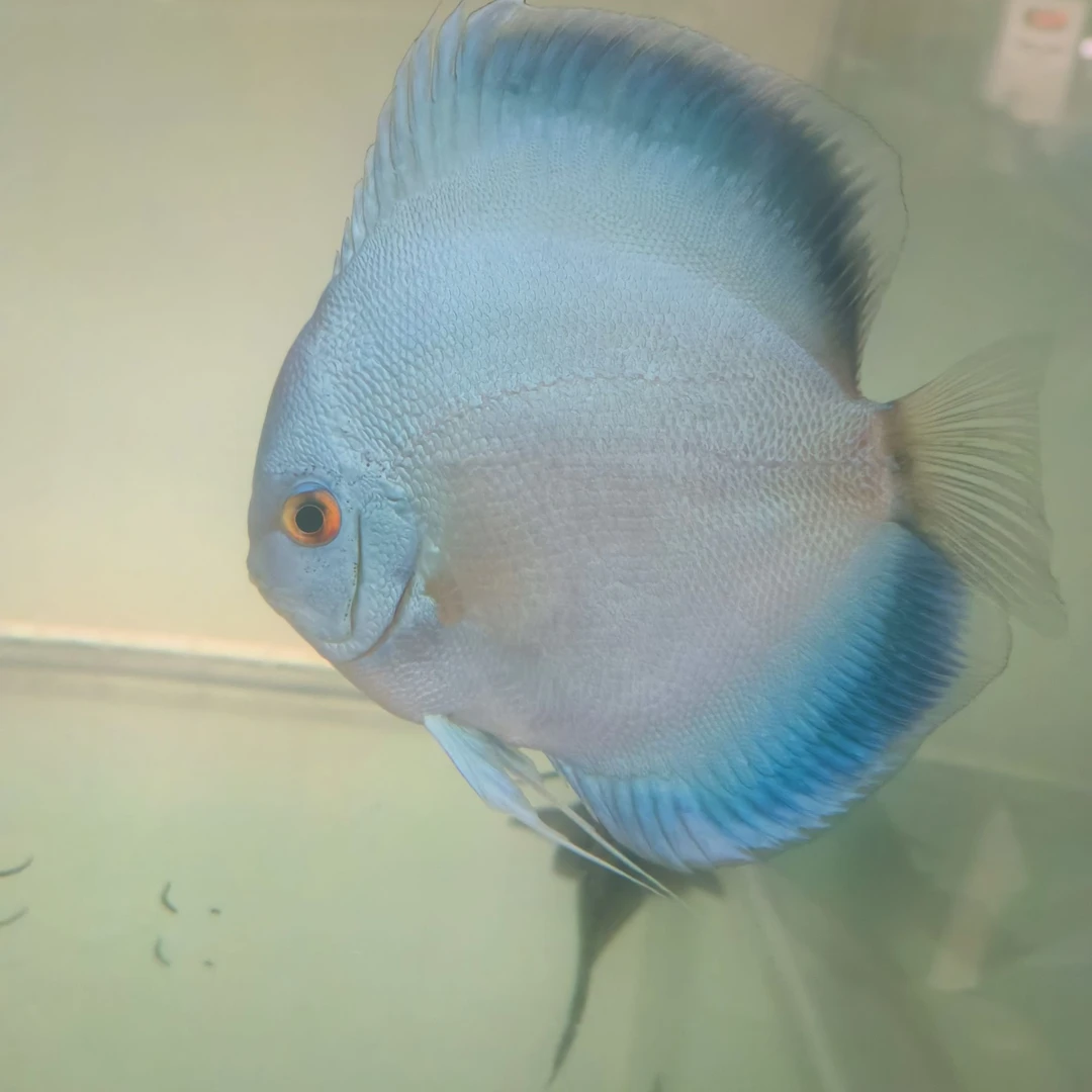 鱼之河两条微瑕野血天子蓝钻练手（全长11CM-12CM七彩小型热带鱼