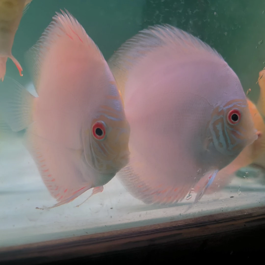 鱼之河【白蝴蝶11CM-12CM】一条七彩神仙热带小鱼观赏鱼养鱼