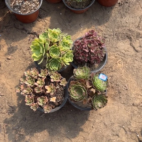 786多肉植物组合