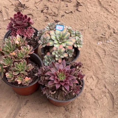 043多肉植物组合