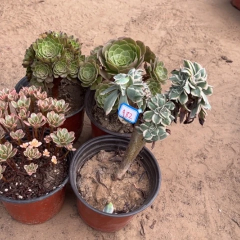 982多肉植物组合