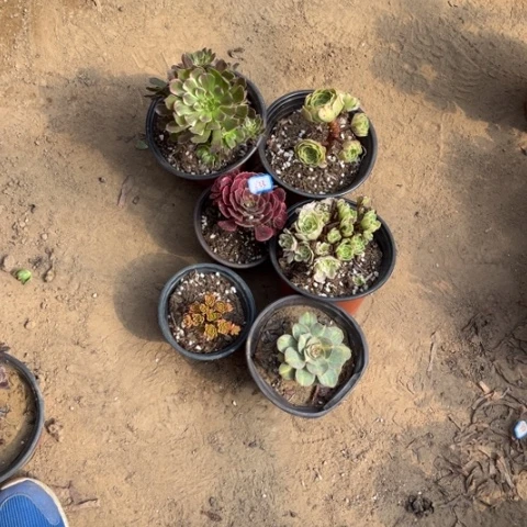 633多肉植物组合