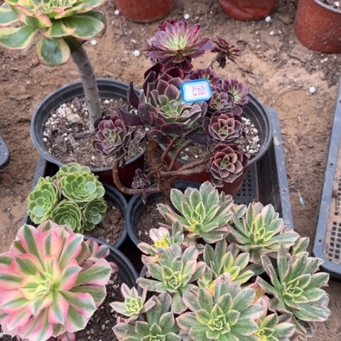 502多肉植物组合