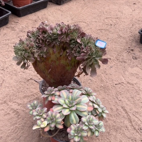 196多肉植物组合