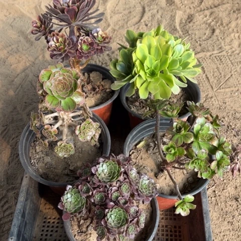 066多肉植物组合