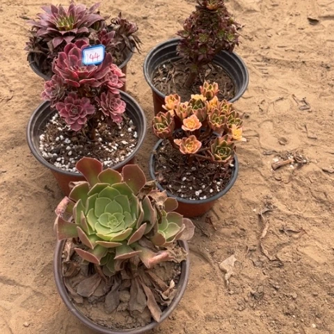 144多肉植物组合