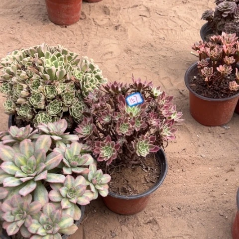 157多肉植物组合