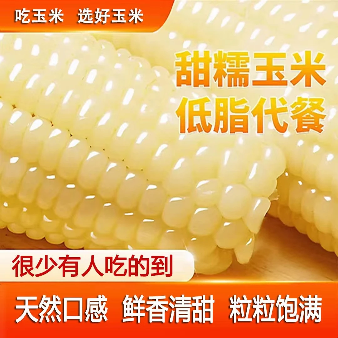 【正宗糯玉米专属】白糯玉米粘玉米非转基因拍8送2发10整箱6斤