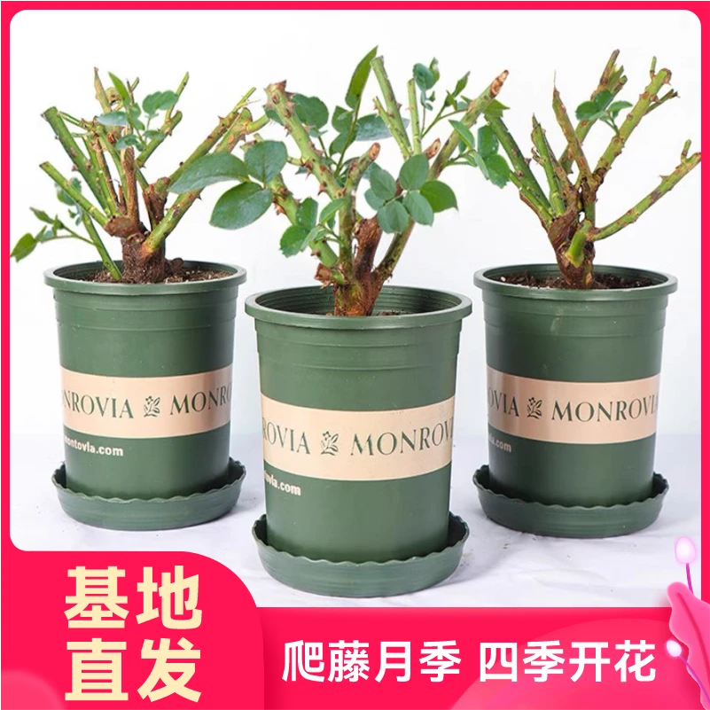 月季老桩花苗盆栽蔷薇四季开花易活老根花墙开花植物栽植精选基地