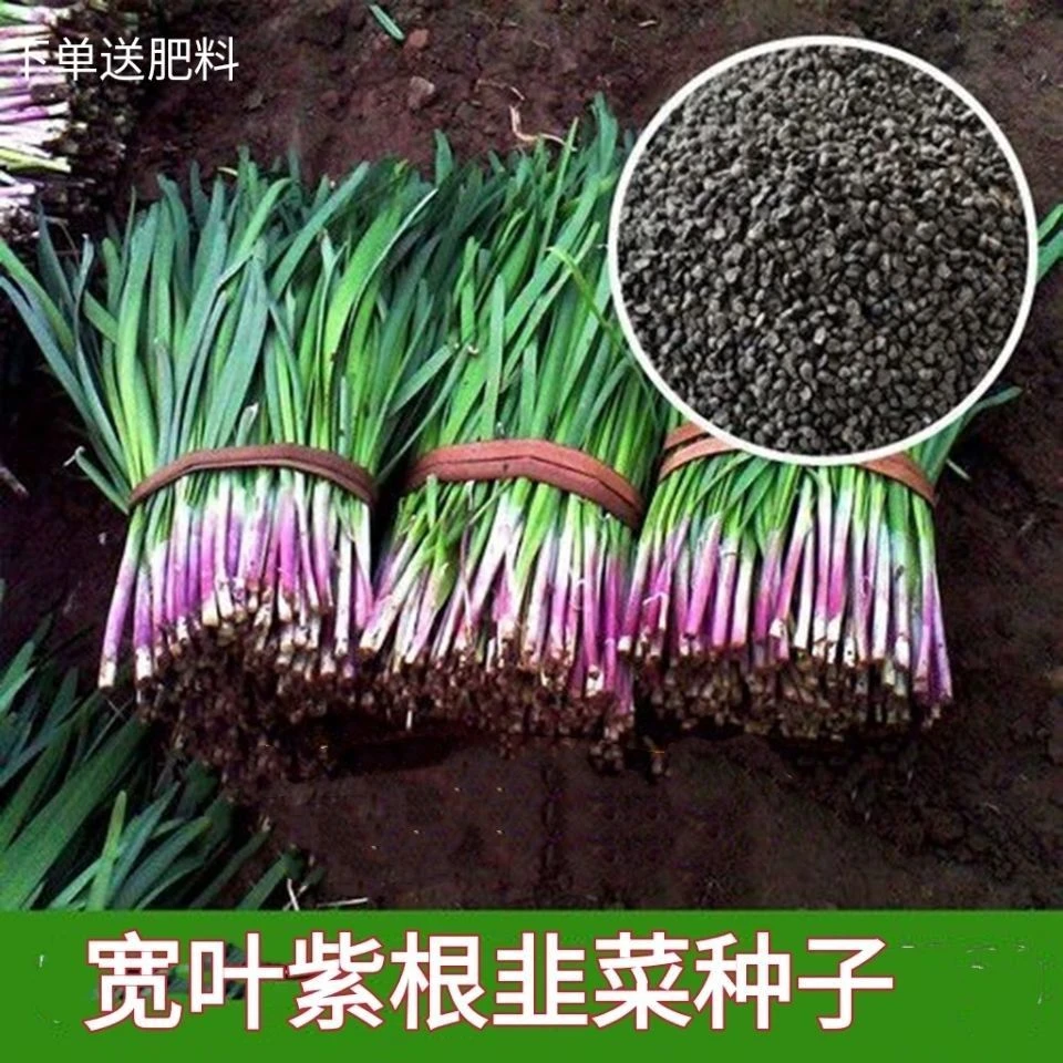紫根韭菜种子四季盆栽根红根宽叶鲜嫩根苗蔬菜种孑大叶粗壮天然