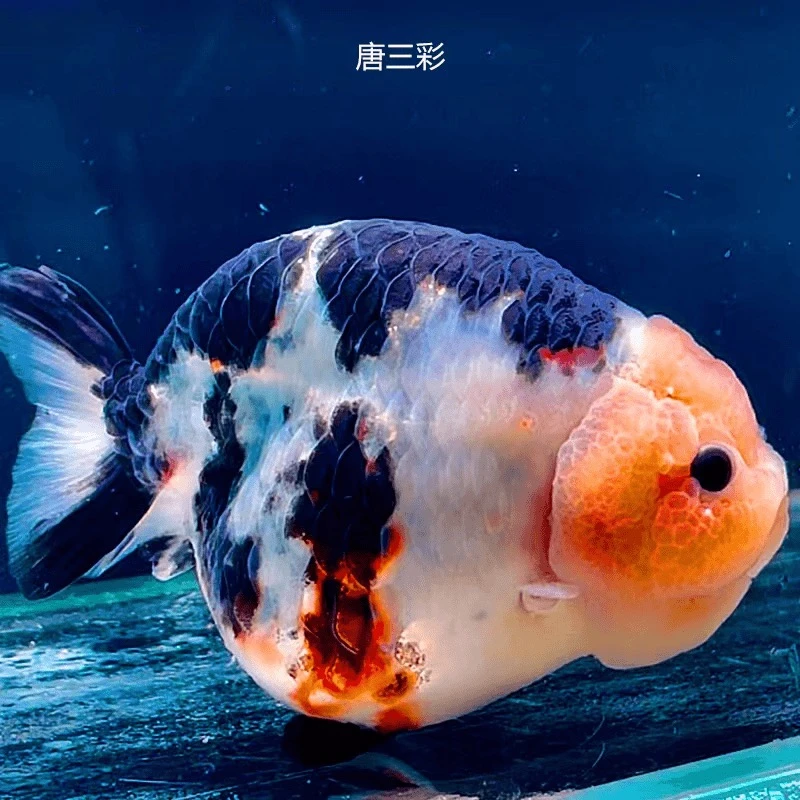 美兰升福州兰寿金鱼观赏鱼