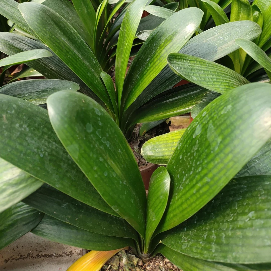 君子兰油匠麻脸彩兰