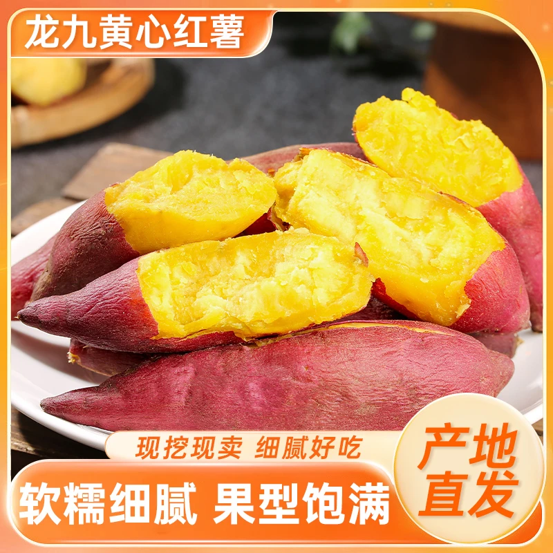 【龙九蜜薯】山东黄心红薯粉糯香甜蒸煮烤地瓜产地直发新鲜好吃番薯