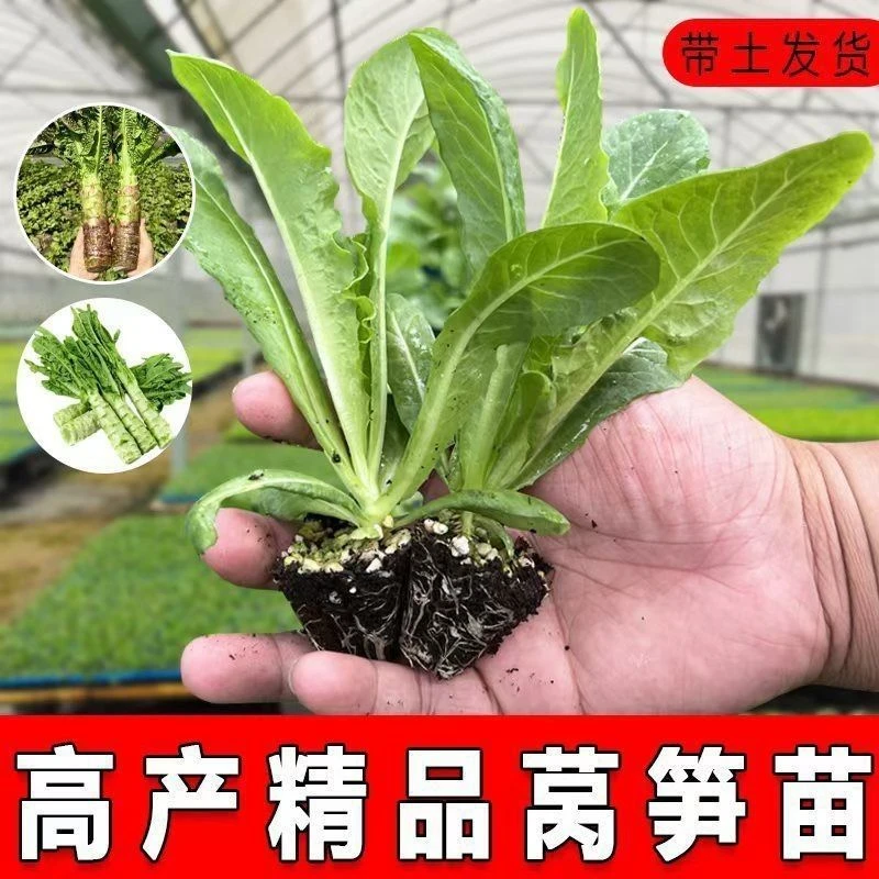 秋冬抗寒青莴苣秧苗